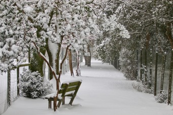 La neige dans les allées du Zoo