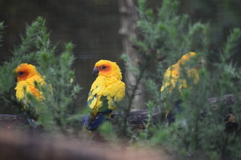 Conure soleil