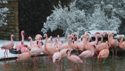 Nos animaux durant l'hiver : les flamants