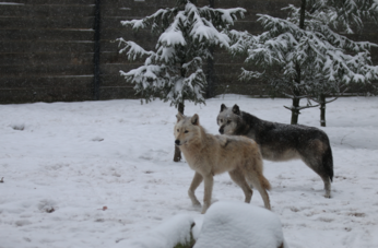 Nos animaux durant l'hiver : les loups