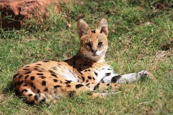 Serval