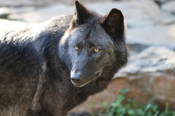  Wapi, notre mâle dominant