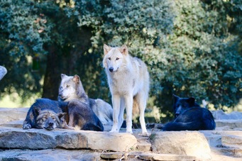 Une partie de notre meute de loups