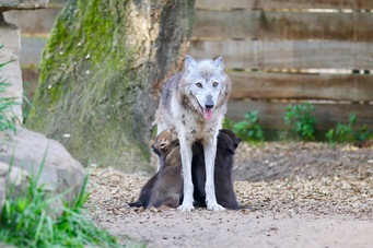 Taïga, notre femelle dominante et ses bébés