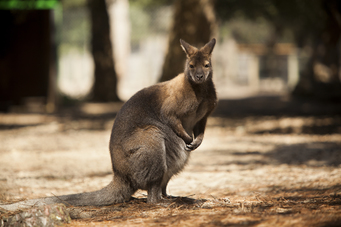 Wallaby de Bennett