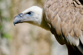 vautour-fauve-zoo-labenne