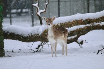 daim-neige-zoo-labenne - 1