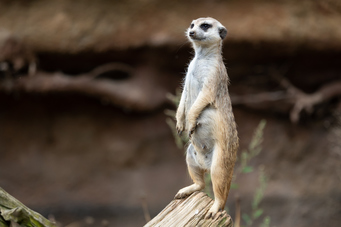 Suricate