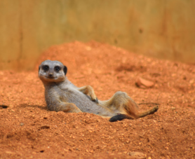 Suricate prenant le soleil