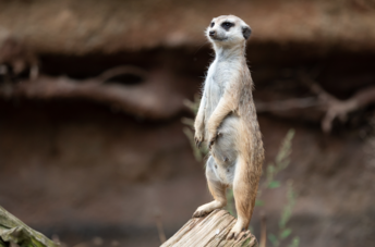 Suricate, la sentinelle du désert