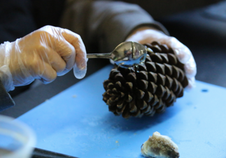 RÃ©alisation d'un enrichissement avec une pomme de pin.