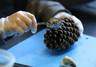 Réalisation d'un enrichissement avec une pomme de pin.